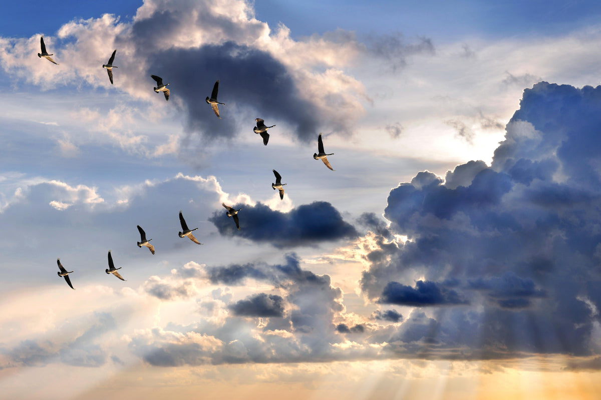 Spritzschutz-Gänse in V-Formation fliegend