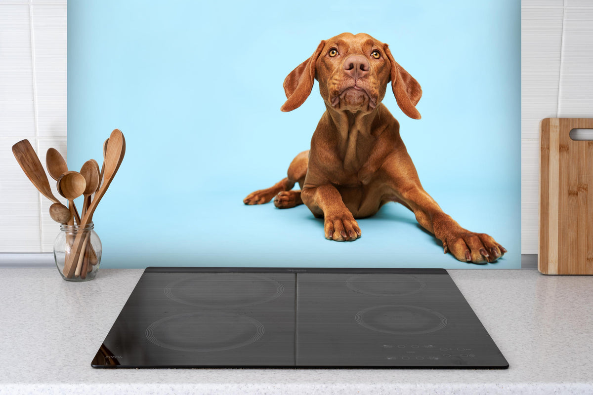 Spritzschutz - Ungarischer Vizsla-Welpe Portrait hinter einem Cerankochfeld zwischen Holz-Kochutensilien
