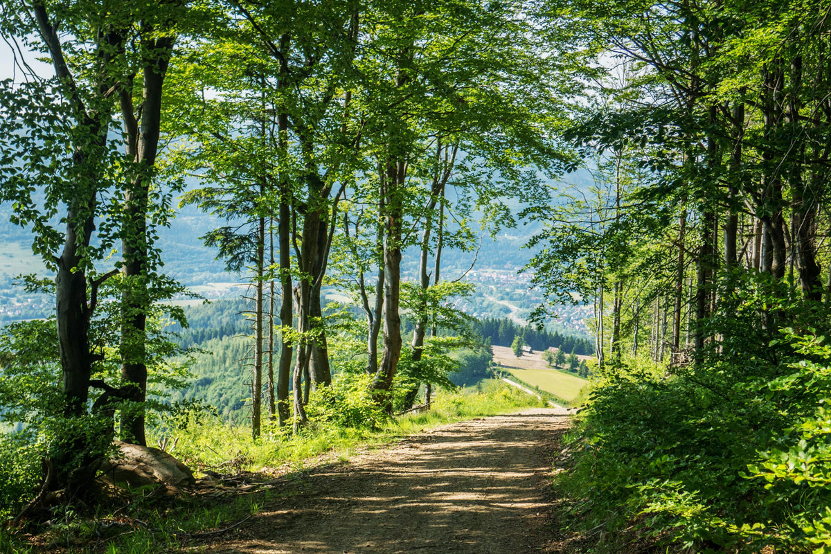 Spritzschutz-Waldweg Beskiden Polen