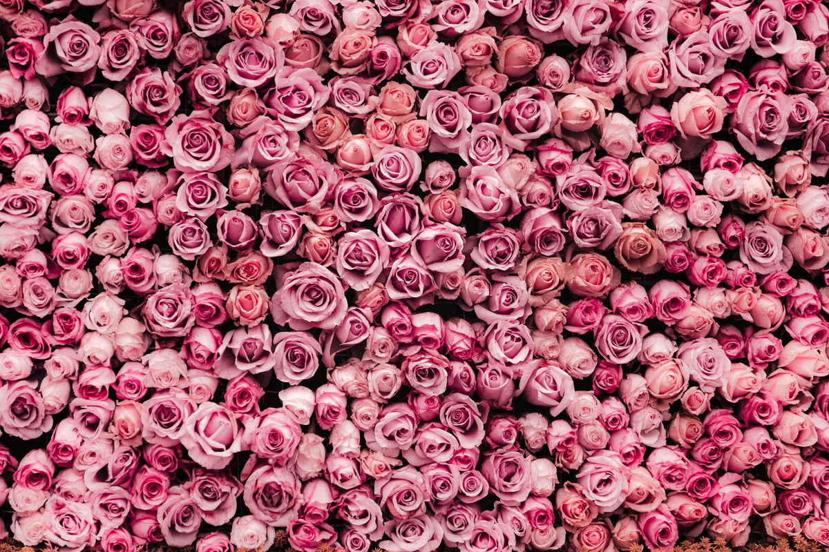 Spritzschutz-Wand aus frischen Rosen