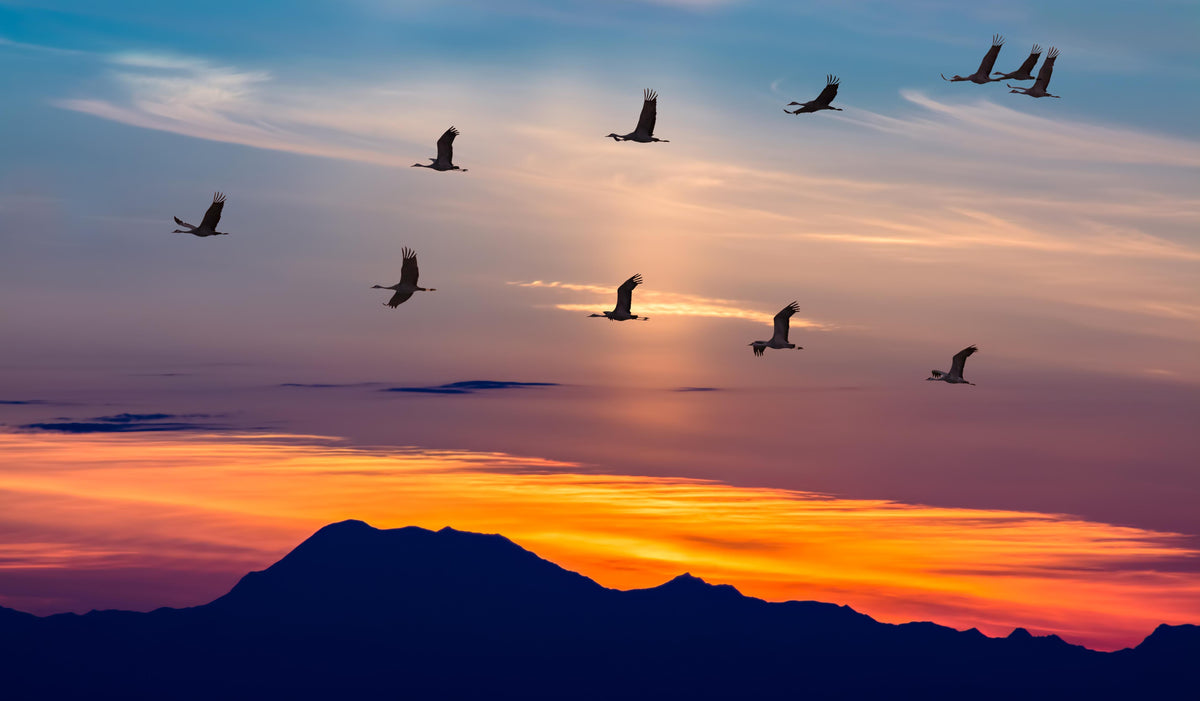 Spritzschutz-Zugvögel fliegen bei Sonnenuntergang
