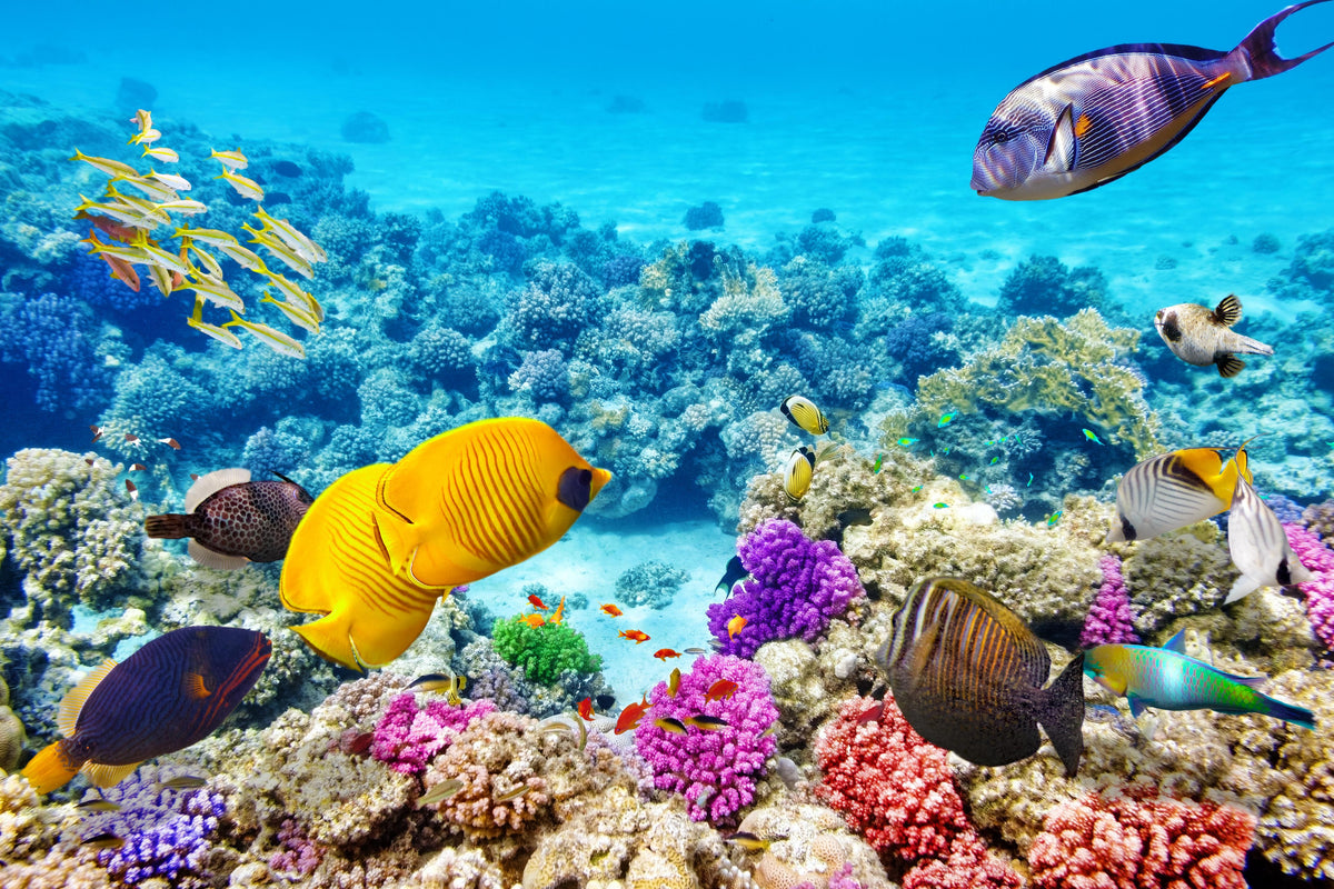 Spritzschutz-bunte Unterwasserwelt in Australien