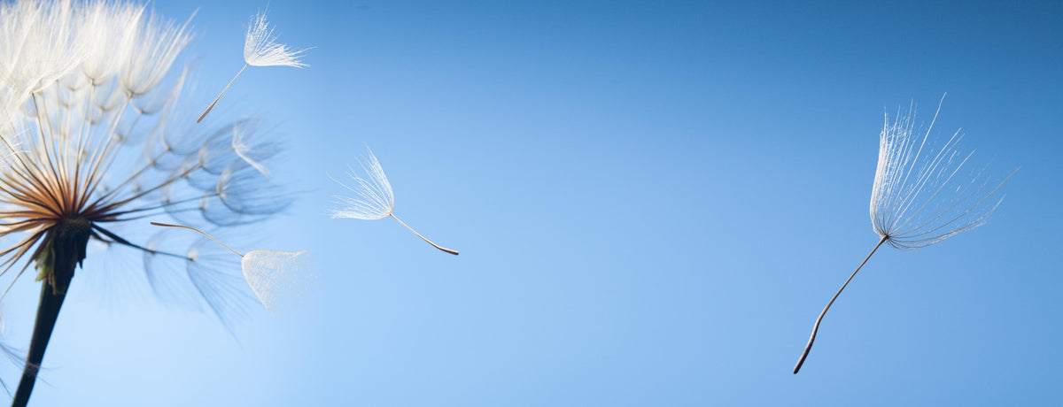 Spritzschutz-fliegende Löwenzahnsamen im Wind