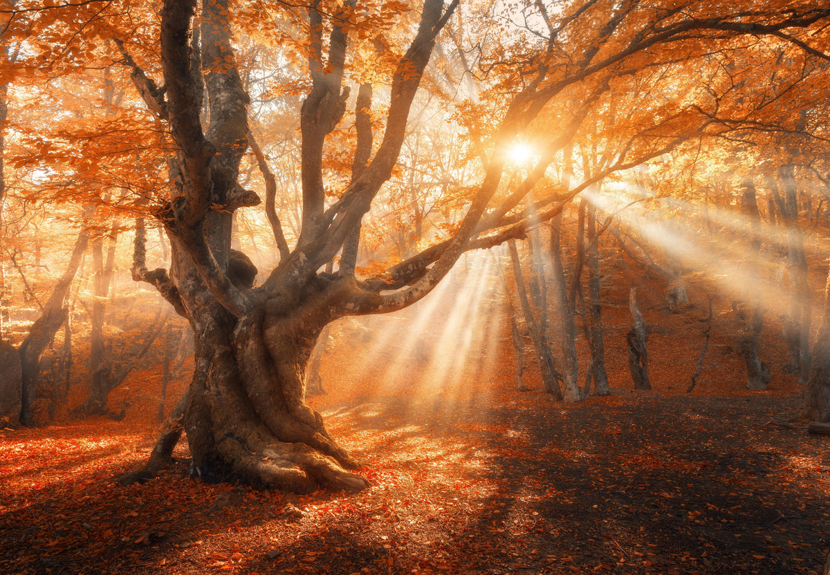 Spritzschutz-magischer alter Baum im Herbst