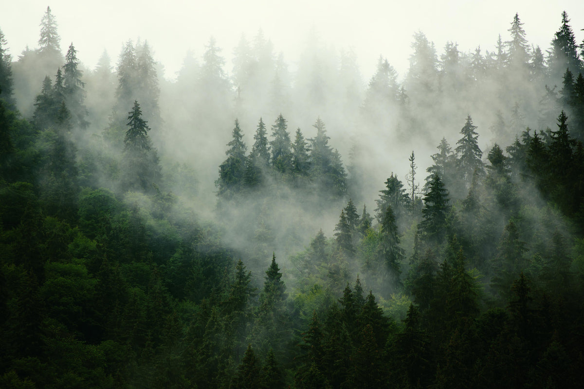 Spritzschutz-neblige Waldlandschaft