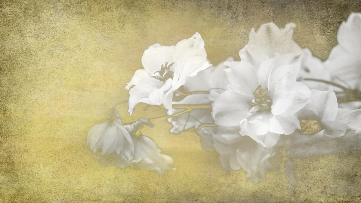 Spritzschutz-weiße Blumen auf goldenem Hintergrund