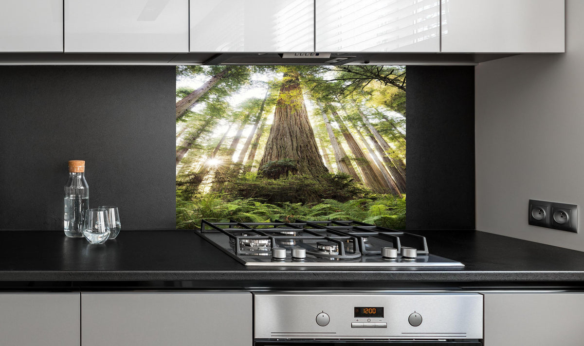 Spritzschutz - Waldlandschaft mit Sonnenlicht-Durchbruch hinter einem Cerankochfeld zwischen Holz-Kochutensilien
